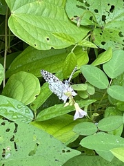 Oxalis barrelieri