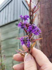Linaria purpurea