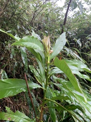 Machilus