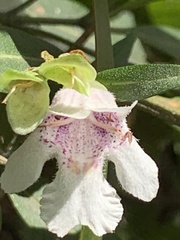 Prostanthera largiflorens