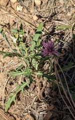 Cirsium wheeleri