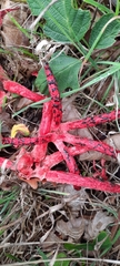 Clathrus archeri