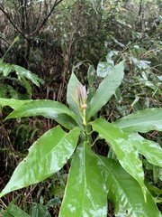 Machilus