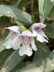 Prostanthera largiflorens