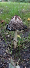 Coprinus comatus