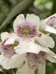 Prostanthera largiflorens