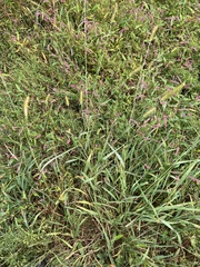 Setaria parviflora