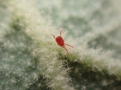 Trombidiformes