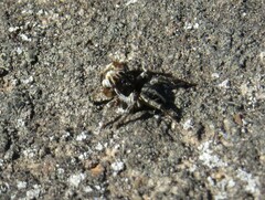 Aelurillus v-insignitus