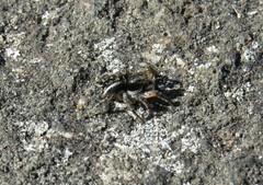 Aelurillus v-insignitus