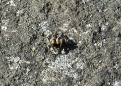 Aelurillus v-insignitus