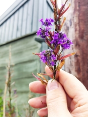 Linaria purpurea