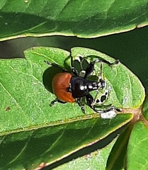 Attelabidae
