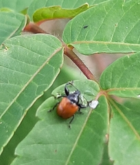Attelabidae
