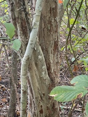 Crataegus marshallii