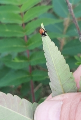 Attelabidae