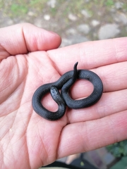 Atractus crassicaudatus