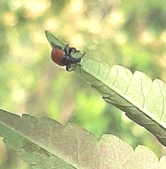 Attelabidae