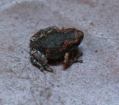 Uperodon taprobanicus