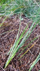 Carex hirta