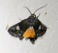 Copanarta aurea