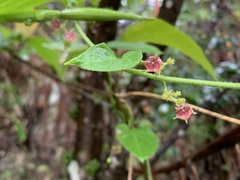 Vincetoxicum hirsutum