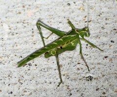 Insara elegans