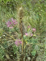 Trifolium rubens