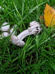 Leucocybe connata