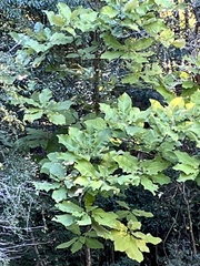 Magnolia macrophylla