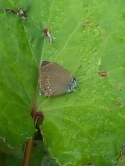 Satyrium esculi