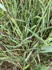Setaria parviflora