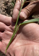 Bromus ciliatus