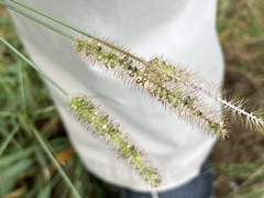 Setaria parviflora