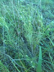 Plantago arenaria