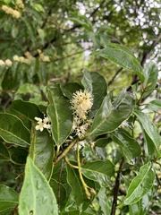 Itea