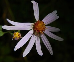 Anyphaena