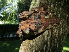Inonotus