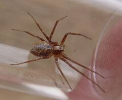 Philodromus rodecki