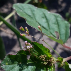 Boerhavia erecta