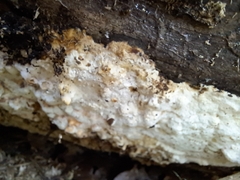 Rigidoporus corticola