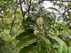 Itea
