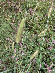Setaria parviflora