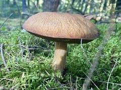 Boletus subcaerulescens