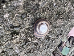 Caracolus marginella