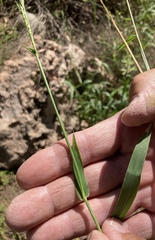 Bromus ciliatus