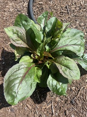 Solidago arguta