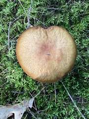 Boletus subcaerulescens