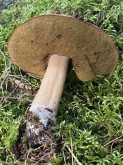 Boletus subcaerulescens