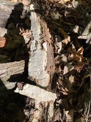 Corticiales